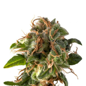 Auto Fresh Candy (Pyramid Seeds) семена конопли