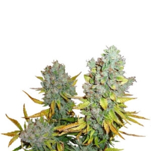 Cream Caramel Auto (Sweet Seeds) семена конопли