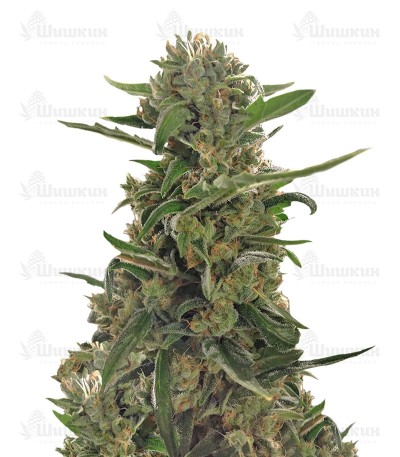 Green Crack auto (FastBuds) семена конопли