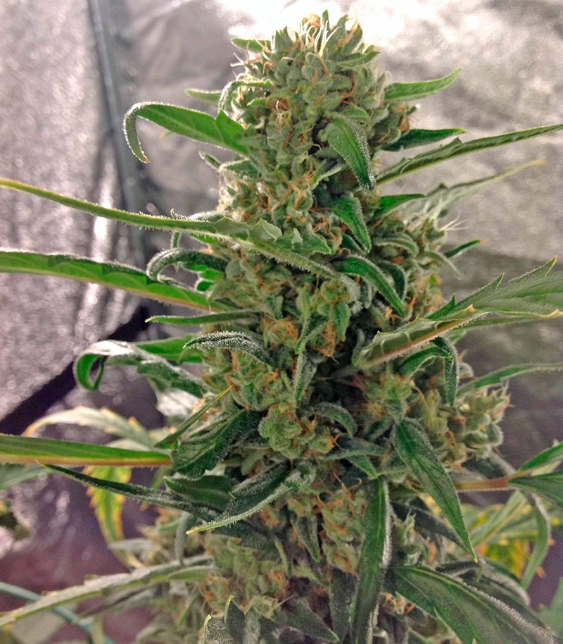 Green Crack auto (FastBuds) семена конопли — изображение 3