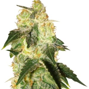 Pakistan Ryder auto fem (World of Seeds) семена конопли
