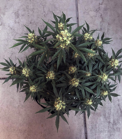 West Coast O.G. auto (FastBuds) семена конопли — изображение 5