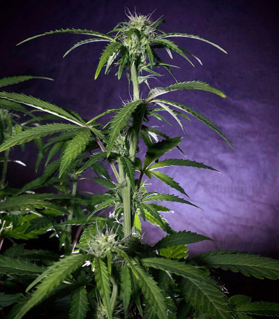 West Coast O.G. auto (FastBuds) семена конопли — изображение 6