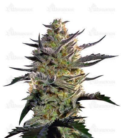 Blueberry OG (Barney's Farm) семена конопли