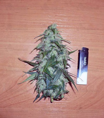 Himalaya Gold (GHS) семена конопли — изображение 2