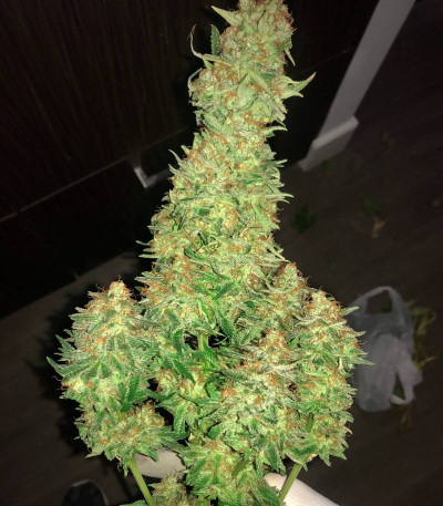 Семена сорта Auto Northern Light fem (Victory Seeds) — изображение 3
