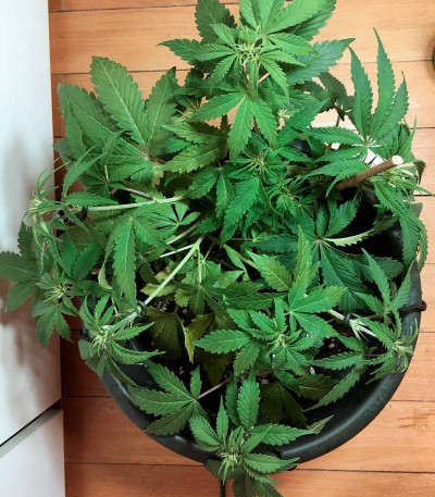 Семена сорта Auto Northern Light fem (Victory Seeds) — изображение 4