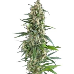 Auto Amnesia Gold fem (Pyramid Seeds) семена конопли