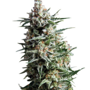 Семена сорта Auto Anesthesia fem (Pyramid Seeds)