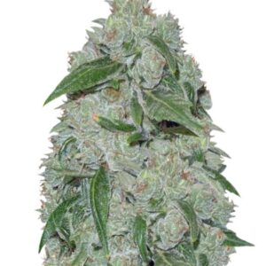 Семена сорта Chronic Ryder auto (Doctor’s Choiсe)