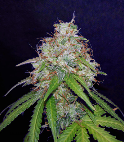 Семена сорта Girl Scout Cookies Auto fem (Original Sensible Seeds) — изображение 2