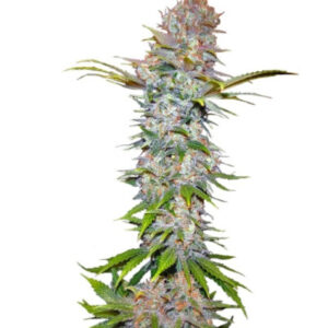 Семена сорта Jock Horror fem (Nirvana Seeds)