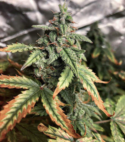 Семена сорта Lemon Pie Auto fem (FastBuds) — изображение 5
