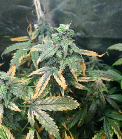 Семена сорта Lemon Pie Auto fem (FastBuds) — изображение 4