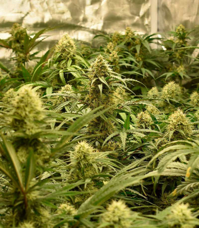 Семена сорта Bruce Banner Auto fem (Monster Genetics) — изображение 3