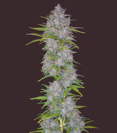 Семена сорта Orange Sherbet Auto fem (FastBuds) — изображение 3
