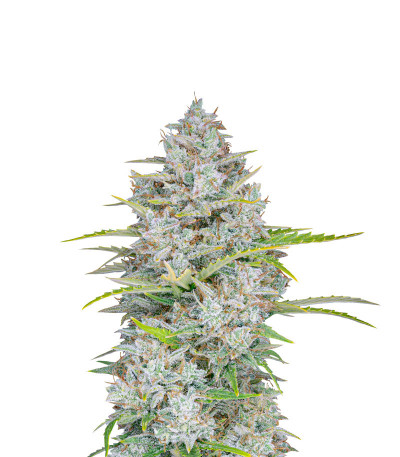Семена сорта Orange Sherbet Auto fem (FastBuds)
