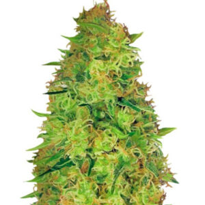 Семена сорта Red Leicester Tease (Dr. Krippling Seeds)