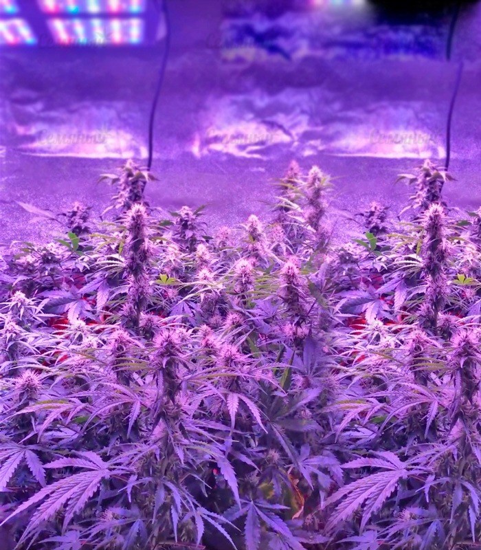 Семена сорта Amnesia Gold (Pyramid Seeds) — изображение 4