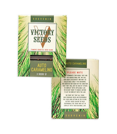 Семена сорта Auto Caramelino (Victory Seeds) — изображение 2