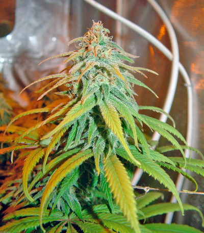 Amnesia Lemon fem (Barney's Farm) — изображение 3