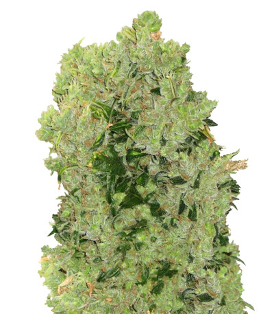Arjan's Haze #3 fem (GHS)