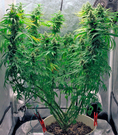 Arjan's Haze #3 fem (GHS) — изображение 3