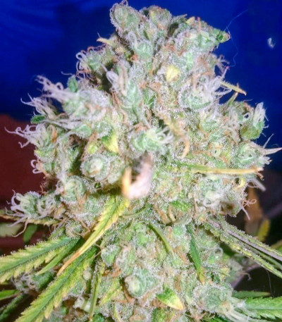 Cheese fem (GHS) семена конопли — изображение 3