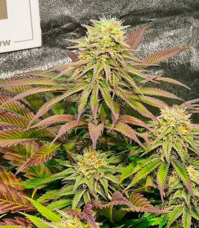 Mimosa X Orange Punch fem (Barney's Farm) — изображение 4