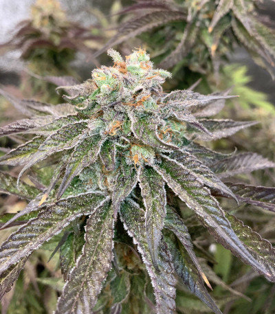 Mimosa X Orange Punch fem (Barney's Farm) — изображение 6