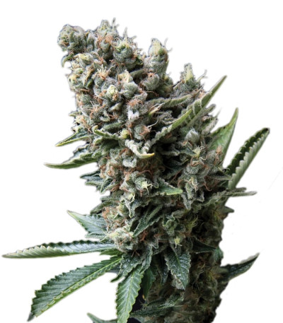 Nefertiti fem (Pyramid Seeds)