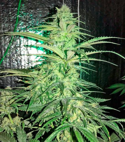 Strawberry Cake fem (Heavyweight Seeds) — изображение 4