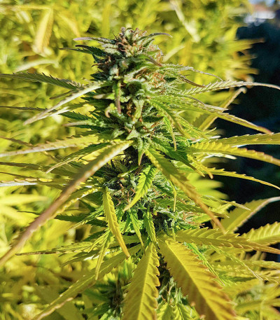 Tropic Punch fem (Heavyweight Seeds) — изображение 5
