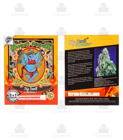 Big Devil F1 Fast Version fem (Sweet Seeds) — изображение 3