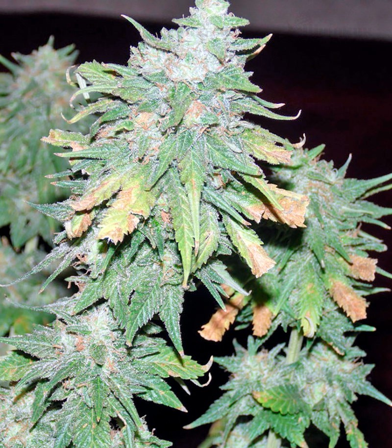 Семена сорта Afghan Kush X Yumbolt fem (World of Seeds) — изображение 2