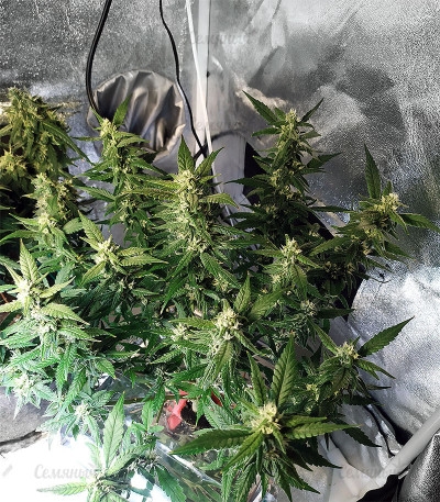Auto Do-Si-Dos Cookies fem (00 Seeds) — изображение 2