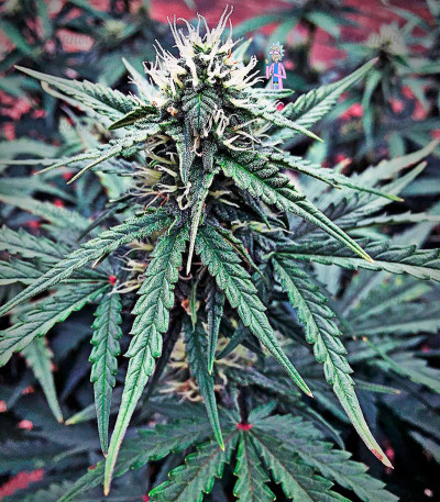 Семена сорта Cheese Berry (Hashchis Berry) fem (00 Seeds) — изображение 3