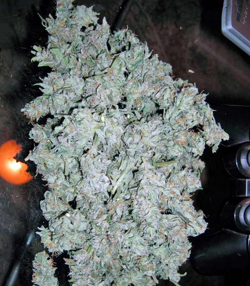 Семена сорта Short Rider Automatic fem (Nirvana Seeds) — изображение 4