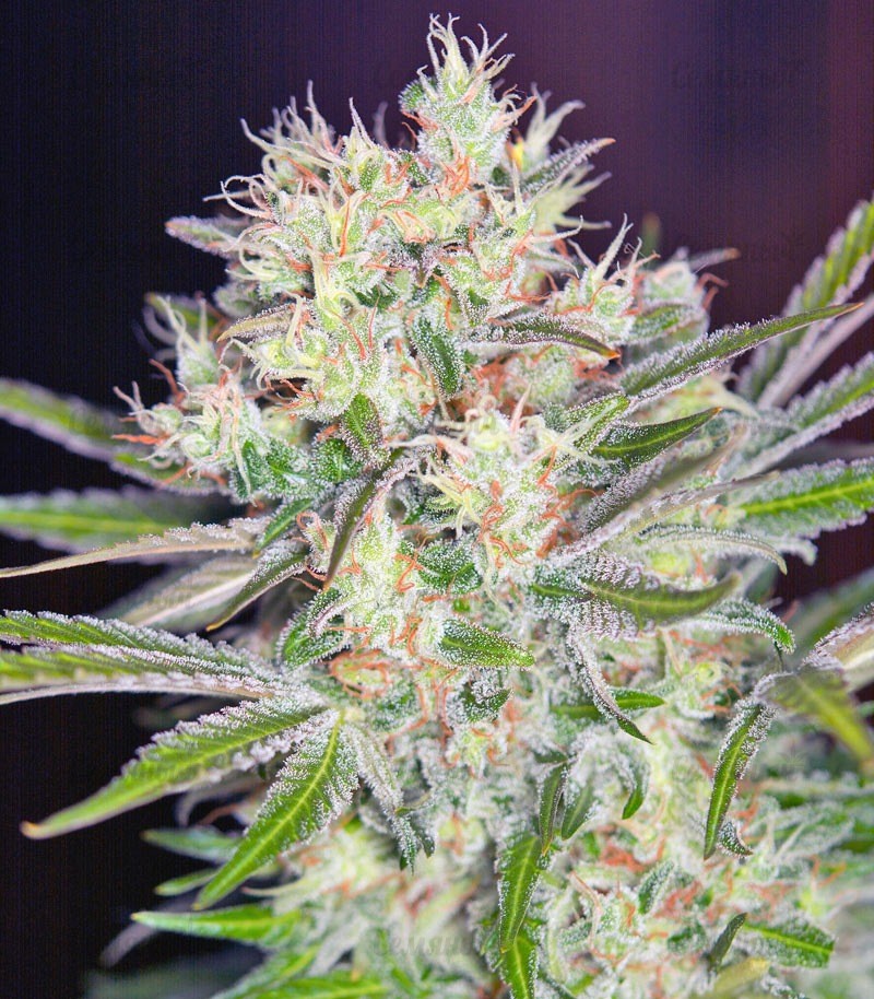 Семена сорта S.A.D. Sweet Afgani Delicious F1 Fast Version fem (Sweet Seeds) — изображение 2