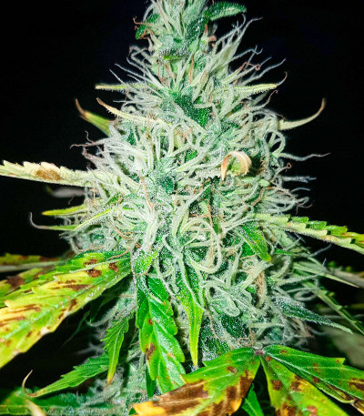 Семена сорта Auto Northern Lights XXL fem (00 seeds) — изображение 3