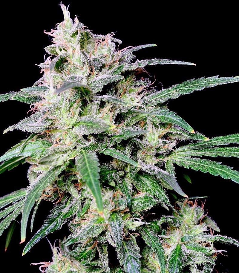 Семена сорта Crystal Candy fem (Sweet Seeds) — изображение 4