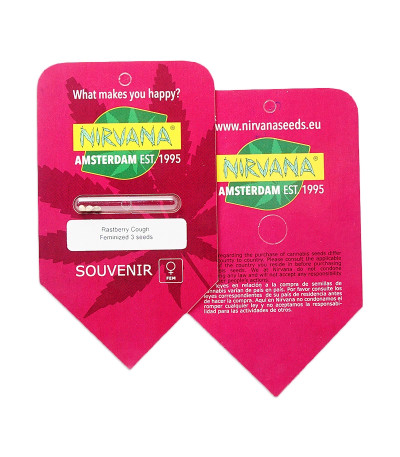Семена сорта Raspberry Cough fem (Nirvana Seeds) — изображение 2
