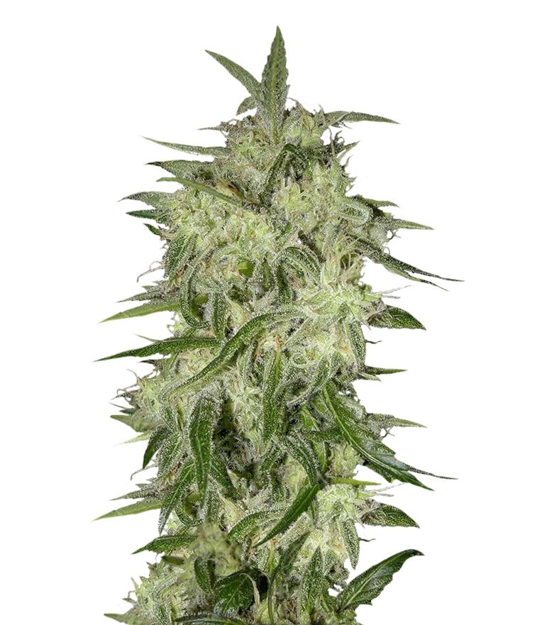 Семена сорта Lemon OG Haze Automatic fem (Nirvana Seeds)