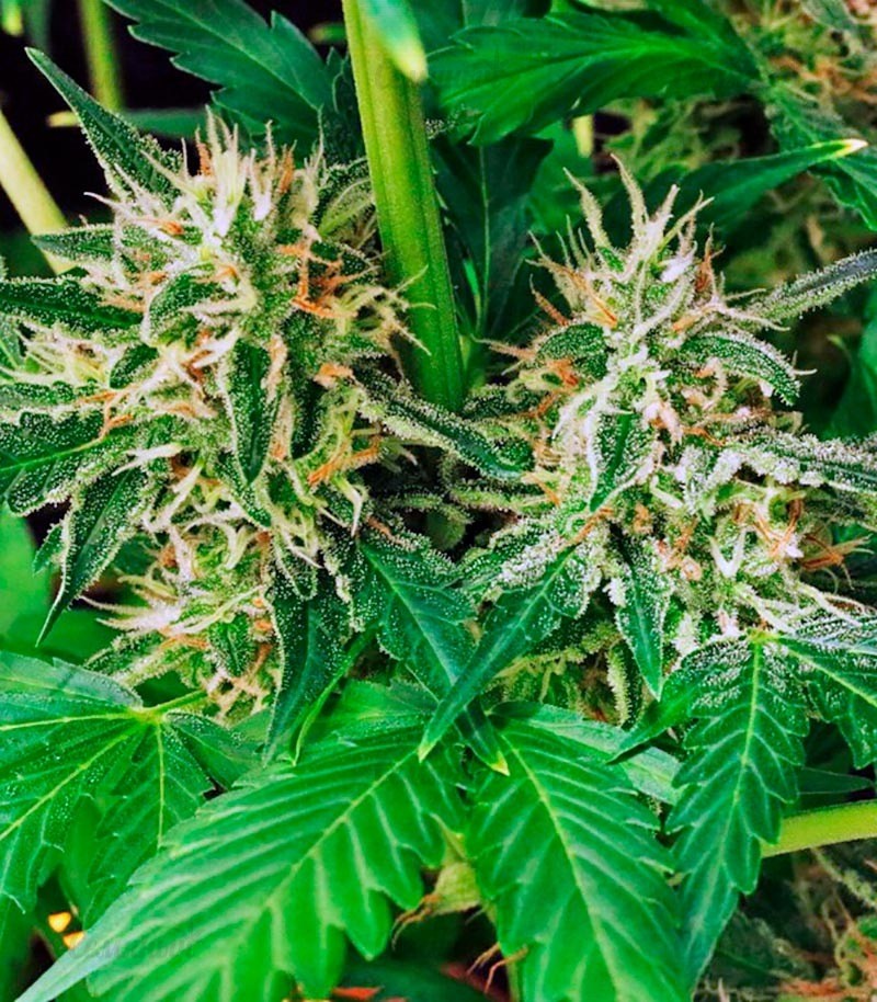 Семена сорта Sweet Skunk F1 Fast Version fem (Sweet Seeds) — изображение 3