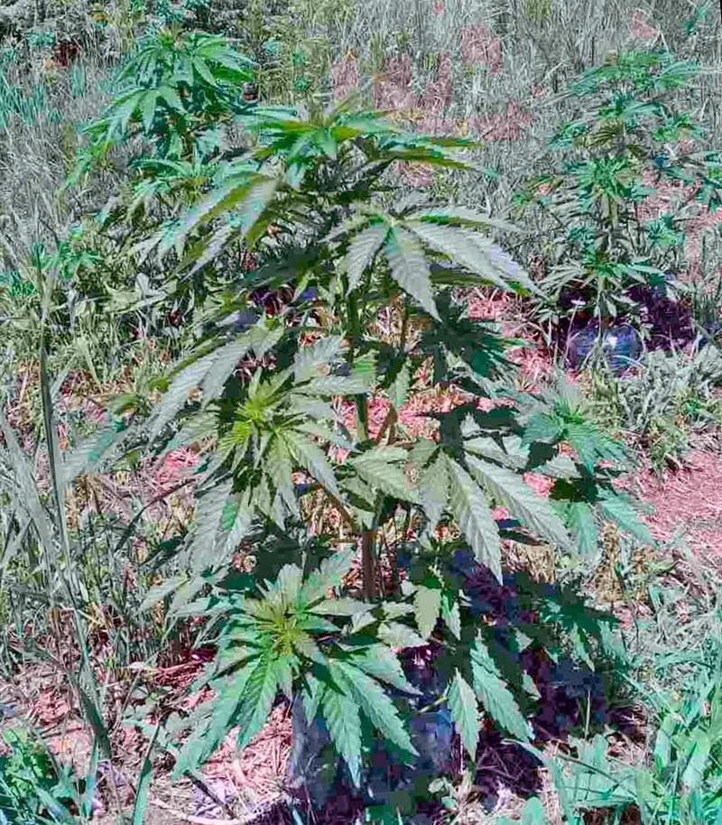 Семена сорта Sweet Skunk F1 Fast Version fem (Sweet Seeds) — изображение 2
