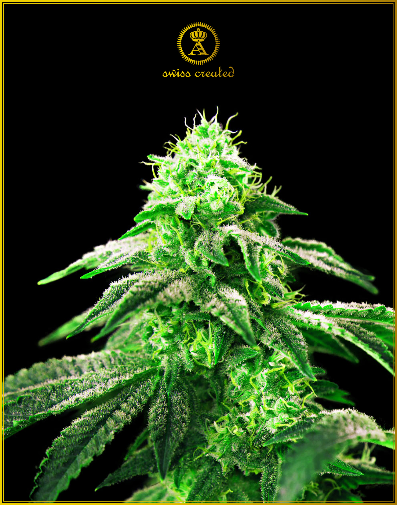 Hypnotic fem (Anaconda Seeds)