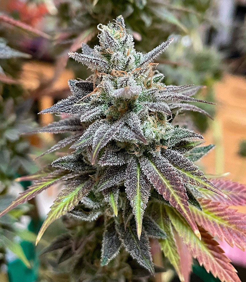 White Wedding RBX fem (Ethos Genetics) семена конопли — изображение 4