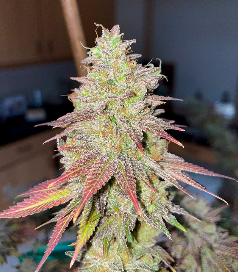 White Wedding RBX fem (Ethos Genetics) семена конопли — изображение 3