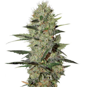 Семена сорта Exodus Cheese Auto fem (GHS)
