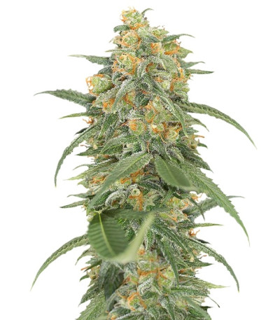 Green Crack 2.0 fem (Humboldt Seed Organization) семена конопли